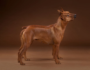 Double pinscher dog