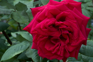 Rosa x / Rose 'Allegro'.