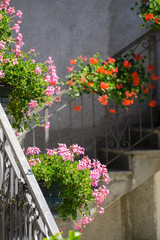 Fototapeta na wymiar Beautiful flowers in the old town of Livo, Italy, in summer