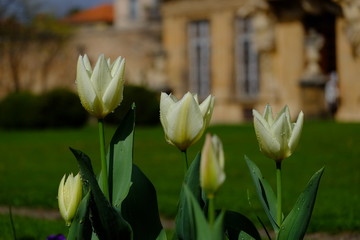 Tulipes blanches dans le parc Vendôme. Aix-en-Provence. France.