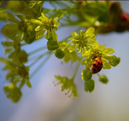 Ladybug