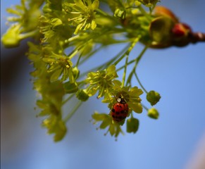 Ladybug
