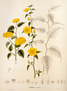 Illustration botanique / Kerria japonica / Corête du Japon