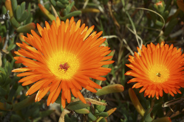 Oscularia lunata / Lampranthus lunata