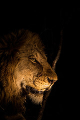 Lion at Night