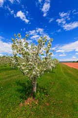 Fototapeta na wymiar Springtime apple orchard at the peak of bloom.