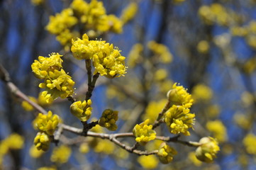 Blüten des Hartriegels, Cornus mas, im Frühling