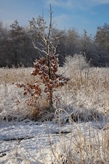 Dutch winter landscape