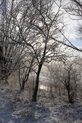 Dutch winter landscape