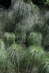 Cyperus papyrus / Papyrus / Souchet à papier