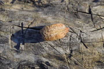 Ootheca mantis on a tree stump. The eggs of the insect laid in the cocoon for the winter are laid