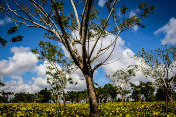Sengon Tropical Tree on The Sea of Yellow Flowers and Blue Clody Sky, South Borneo Kalimantan Indonesia