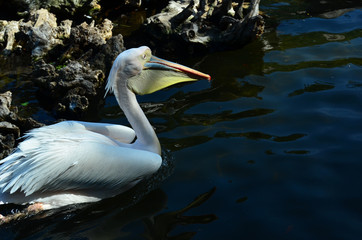 Captivating Birds of The World, 