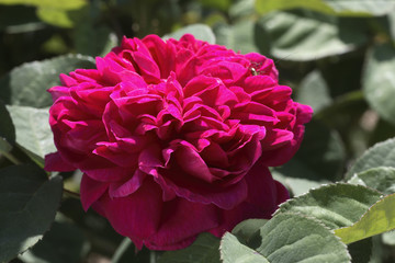 Rosa x / Rose 'Rose De Rescht'