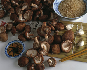 Lentinula edodes / Lentin comestible / Shiitaké