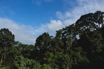 East Borneo Rain Forest Kalimantan Indonesia