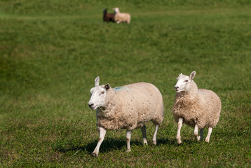 Obraz premium Two Sheep (Ovis aries) in Foreground - Two in Background