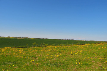 Spring minimalist landscape with green grass and blue sky
