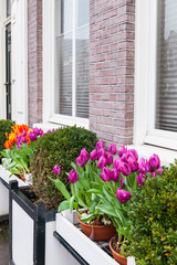 Fototapeta na wymiar Colorful tulip flowers, facade decoration