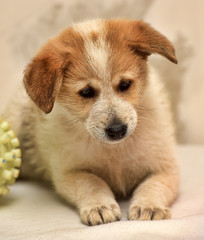 Red-haired and white puppy mongrel