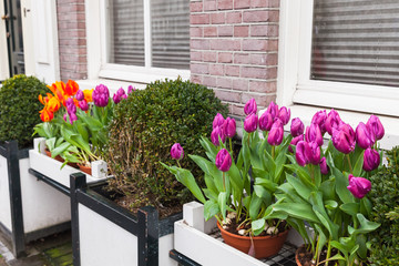 Colorful tulip flowers, decoration