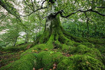 Fototapeta na wymiar Old tree with moss and twisted roots in Lake District forest, England, UK