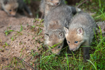 Red Fox Kits (Vulpes vulpes) Walk Forward