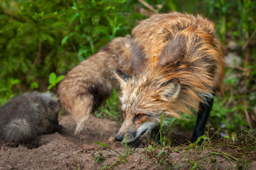 Red Fox Vixen (Vulpes vulpes) Turns with Kit