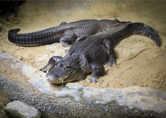 Alligators Sunning on the Sand