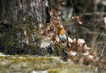 red tit in forrest