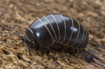 Glomeris marginata / Gloméris / Mille-pattes