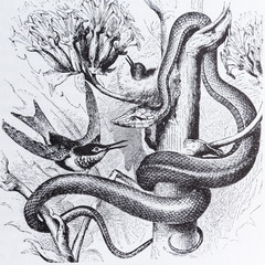 Naklejka premium Ossibele shining, oxybelis fulgidus