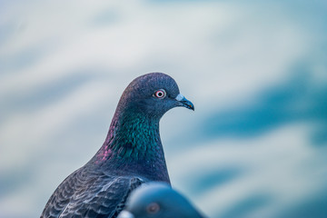 pigeon close-up portrait unique