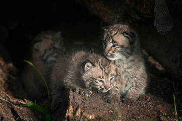 Bobcat Kittens (Lynx rufus) Sit Inside Log
