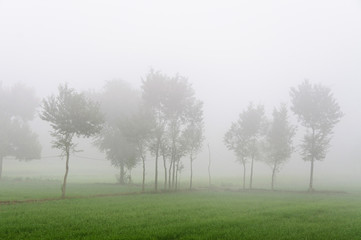 Foggy morning and the wheat field