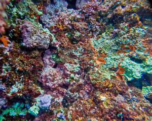 Fototapeta na wymiar scorpion fish on colorful reef, underwater scene