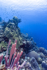 Aplysina archeri,stove-pipe sponge