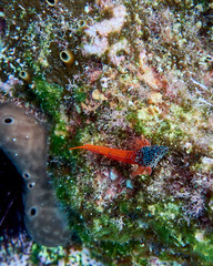 black and red goby fish on colorful reef, underwater scene