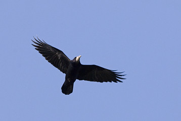 Corvus frugilegus / Corbeau freux