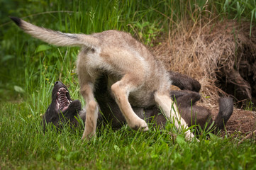 Grey Wolf (Canis lupus) Pup Pins Sibling