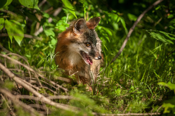 Grey Fox Vixen (Urocyon cinereoargenteus) Stands in Brush