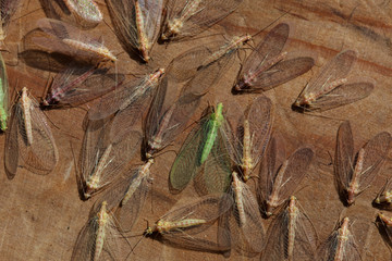 extreme insect macro