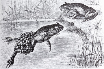 Obraz premium Alite obstetrician, Alytes obstetricans with eggs