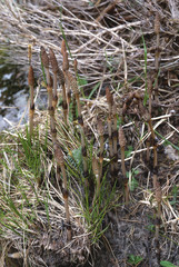 Equisetum arvense / Prêle des champs