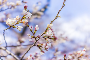 Damaged cherry blossom branch in Washington DC with unopened white petal flowers