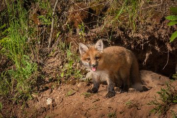 Red Fox Kit (Vulpes vulpes) Sits Outside Den