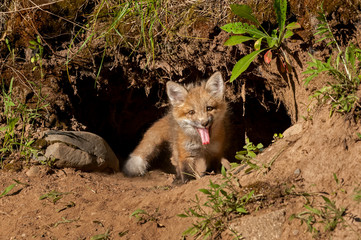 Red Fox Kit (Vulpes vulpes) Sits in Den Entrance