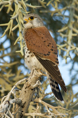 Falco newtoni / Crécerelle malgache / Faucon de Newton