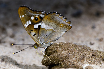 Apatura ilia / Petit mars changeant