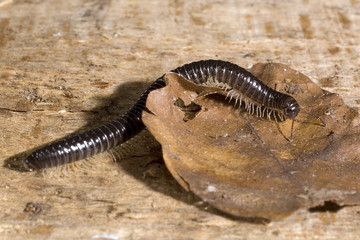 Iulus terrestris / Iule terrestre / Mille-pattes